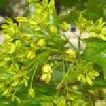 Linden Blossom - Tilia vulgaris д S