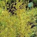 Wormwood - Artemisia scoparia WMno