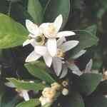 Orange Blossom - Citrus aurantium var. amara S