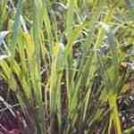 Gingergrass - Cymbopogon martinii var o