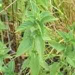 Peppermint Arvensis - Mentha arvensis  S
