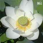Lotus White - Nelumbo nucifera սקlko