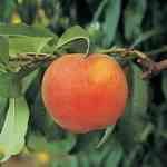 Apricot Kernel l֤o¦o