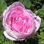 Rose Damask - Rosa damascena jhS