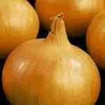 Onion - Allium cepa vMno