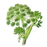 Angelica Root - Angelica archangelica ڥժ S