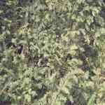 Agarwood-Aquilaria agallocha IMno