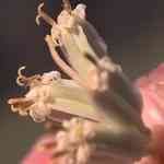 Armoise - Artemisia albaMno