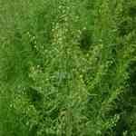 Tarragon - Artemisia dracunculus sUo