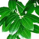 Cinnamon Leaf - Cinnamomum verum ׮۸Mno