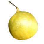 Bergamot Commercial - Citrus bergamia ӥίŦao