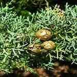 Cypress French - Cupressus sempervirens k굷fo