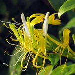 Honeysuckle-Lonicera caprifolium ԥVȪS