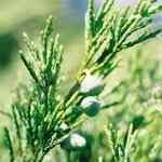 Savine - Juniperus sabina lfMno