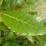 Laurel Leaf - Laurus nobilis ۸o