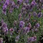Lavender Australian - Lavandula angustifolia DwuȦ󦳾o
