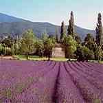 Lavender Mont Blanc - Lavandula angustifolia CJȦMno