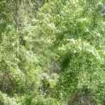 Tea Tree Lemon - Leptospermum speciosum fcMno