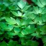 Lovage Leaf - Levisticum officinalis W󸭲Mno