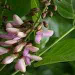 Karanj Seed - Pongamia Pinnata ֬Mno