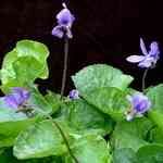 Violet Leaf - Viola odorata ùקlko