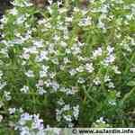 Thyme White - Thymus vulgaris ʨo