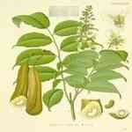 Balsam Peru - Myroxylon pereirae 秘魯香膠精油